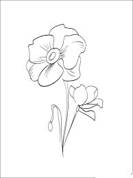 Dibujo de Amapola 2 para Colorear