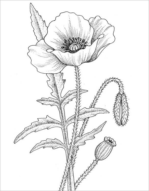 Dibujo de Amapola 3 para Colorear