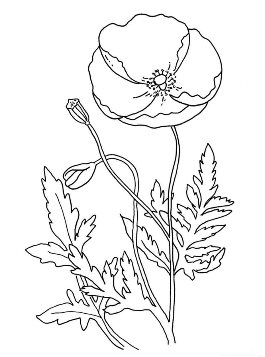 Dibujo de Amapola 5 para Colorear