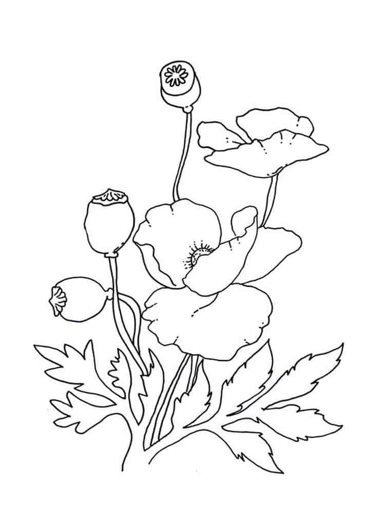 Dibujo de Amapola 6 para Colorear