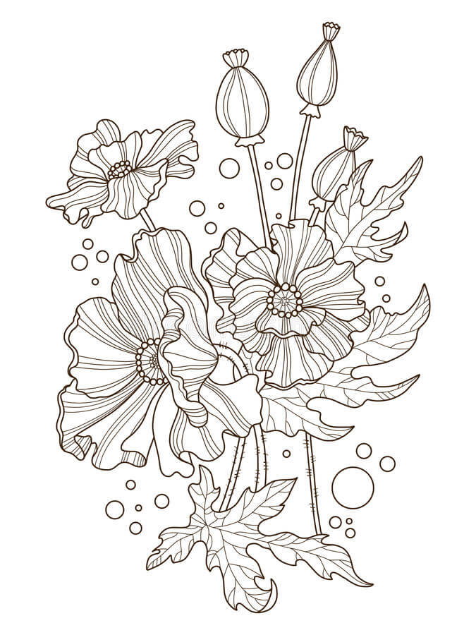 Dibujo de Amapola Adulta para Colorear