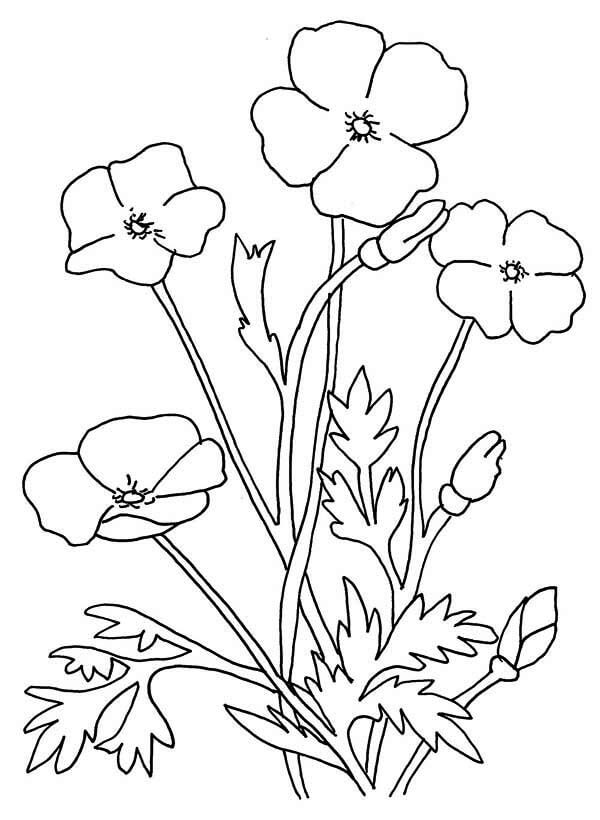 Dibujo de Amapola Dulce para Colorear