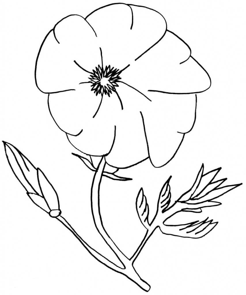 Dibujo de Amapola Hermosa 1 para Colorear