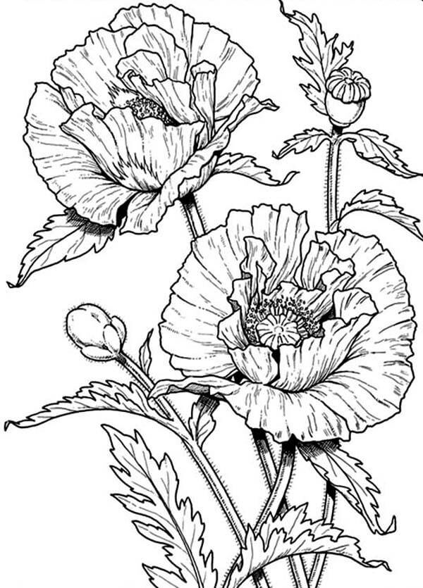 Dibujo de Amapola Impresionante para Colorear