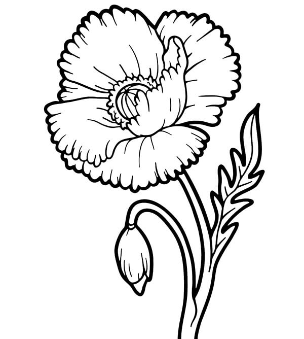 Dibujo de Amapola Imprimible para Colorear