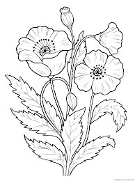 Dibujo de Amapola Normal para Colorear