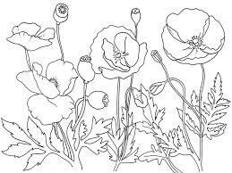 Dibujo de Amapola Perfecta para Colorear