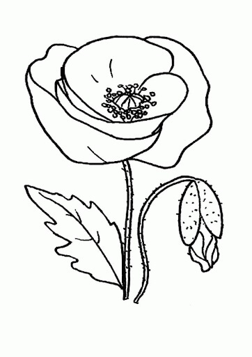 Dibujo de Amapola Simple para Colorear