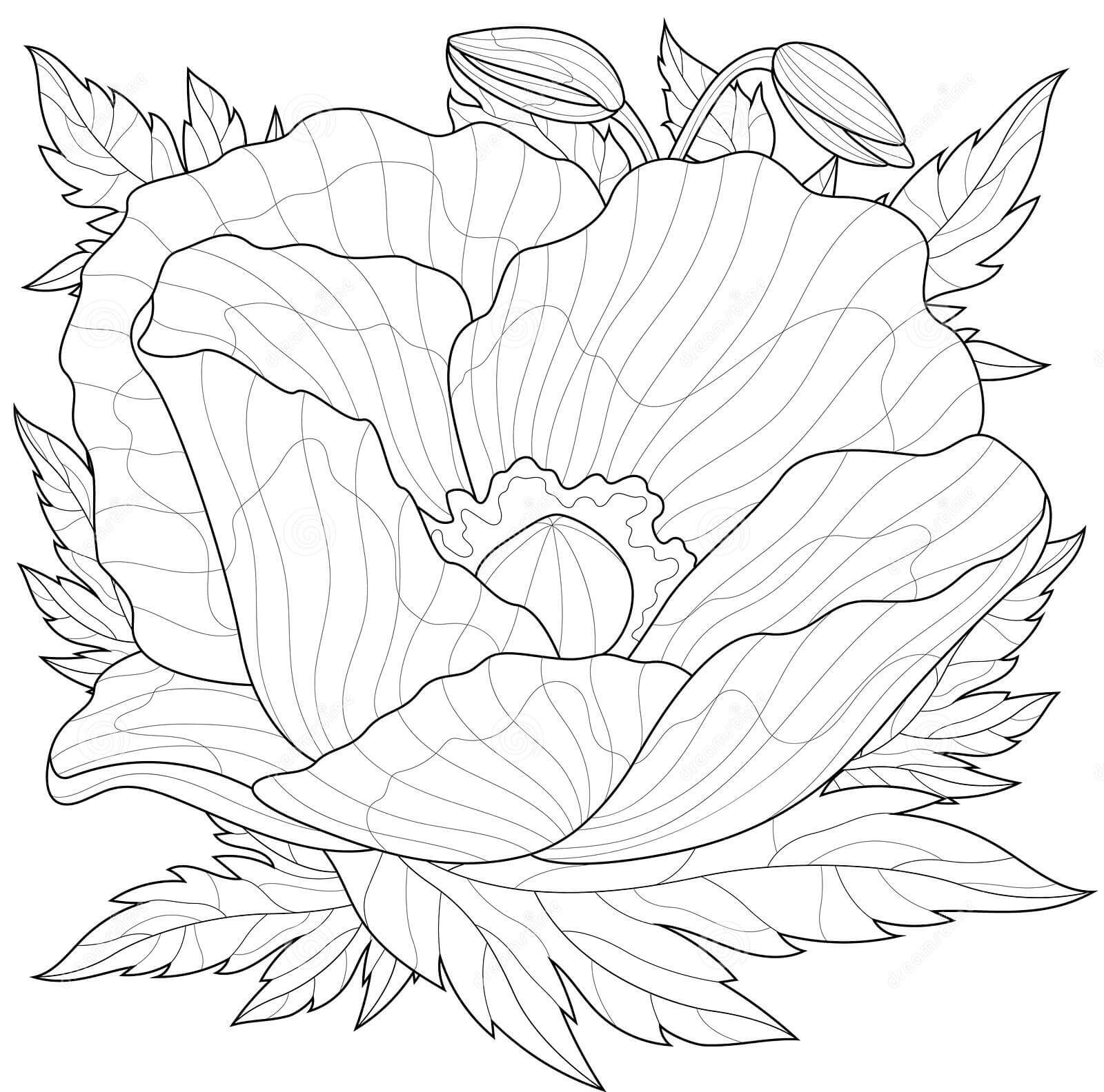 Dibujo de Amapola con Hojas Alrededor para Colorear