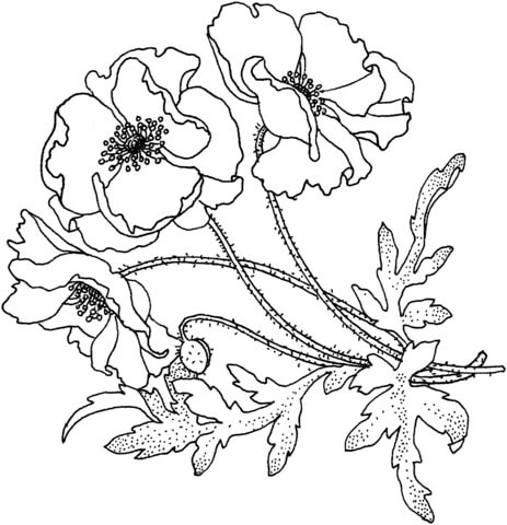 Dibujo de Amapola del Da del Recuerdo para Colorear