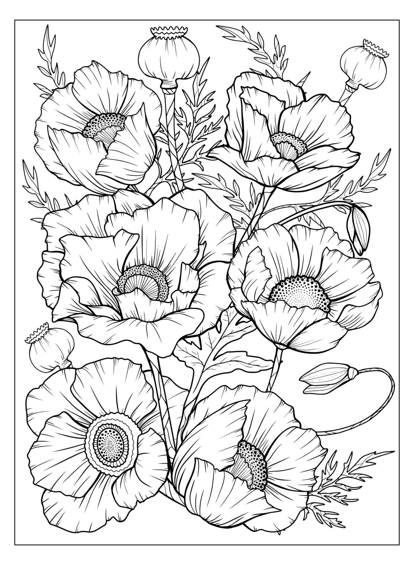 Dibujo de Amapola para Adultos para Colorear