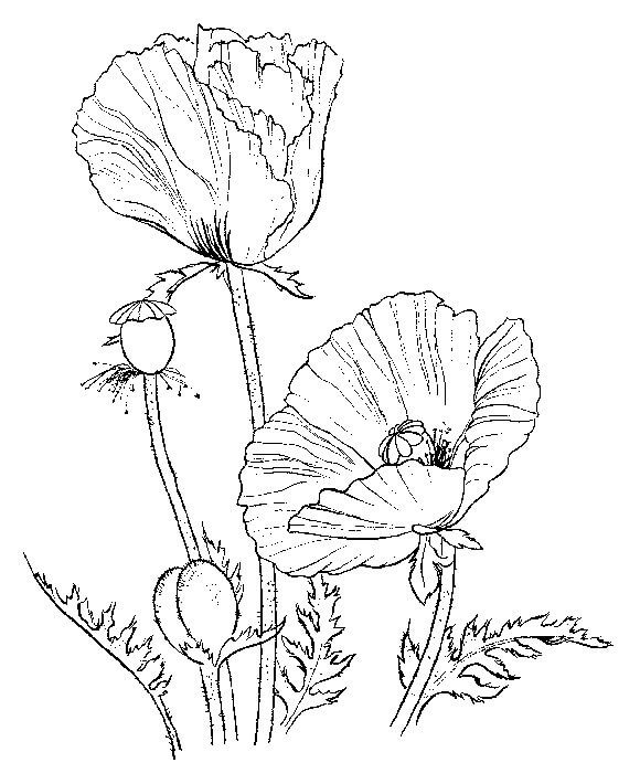 Dibujo de Amapola para Colorear