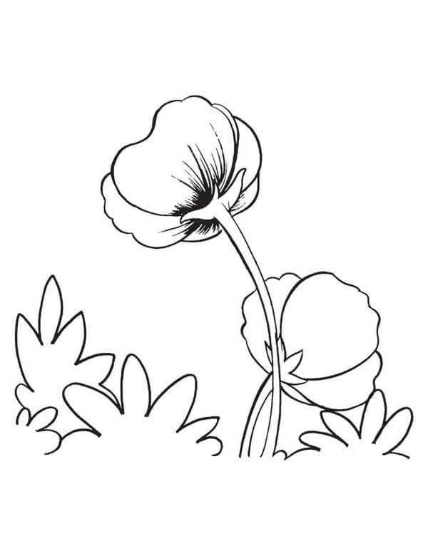 Dibujo de Dos Amapolas para Colorear