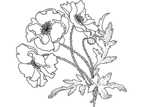 Dibujo de Gran Amapola para Colorear