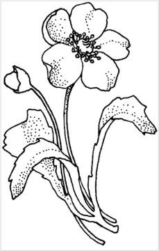 Dibujo de Papaveraceae Amapola Flor para Colorear