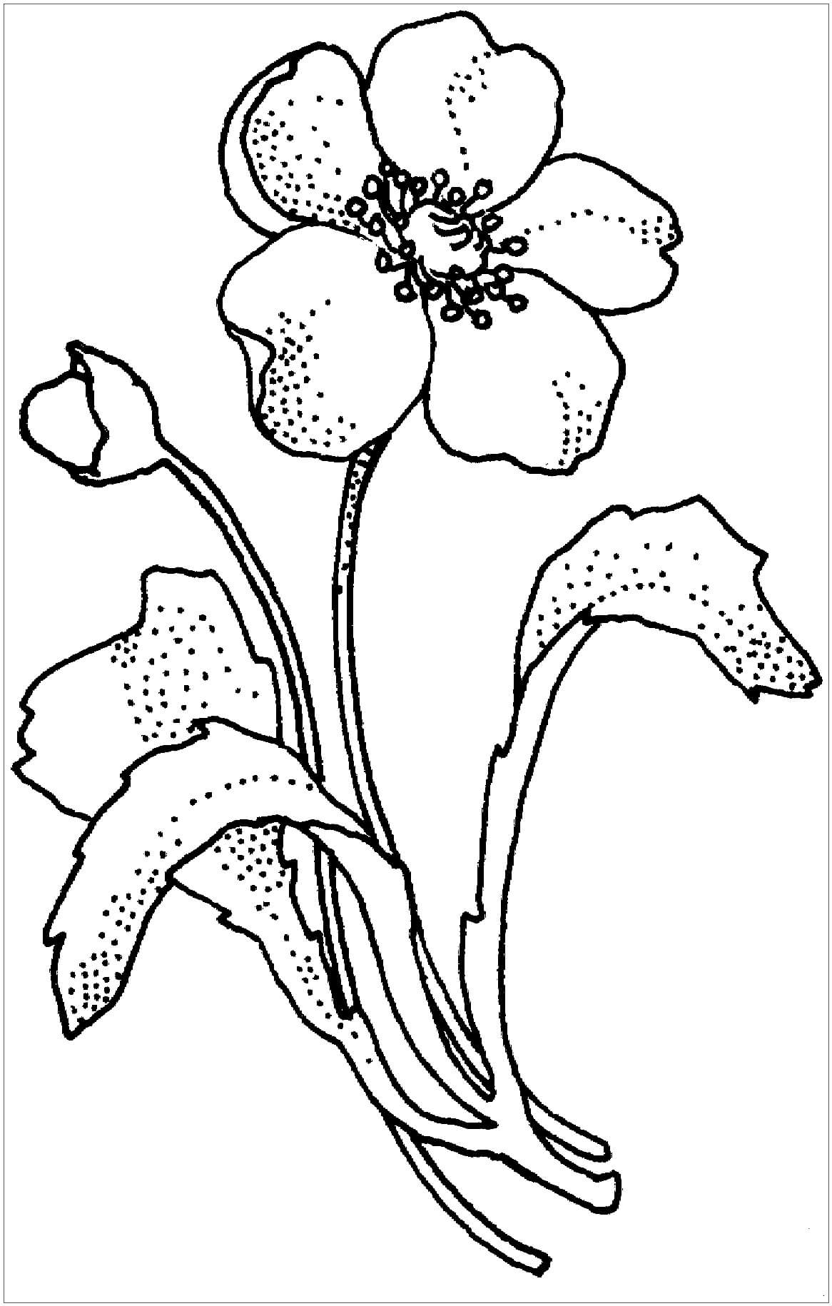 Dibujo de Papaveraceae Amapola Flor para Colorear