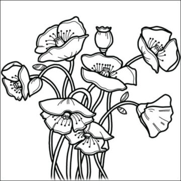 Dibujo de Una Amapola para Colorear