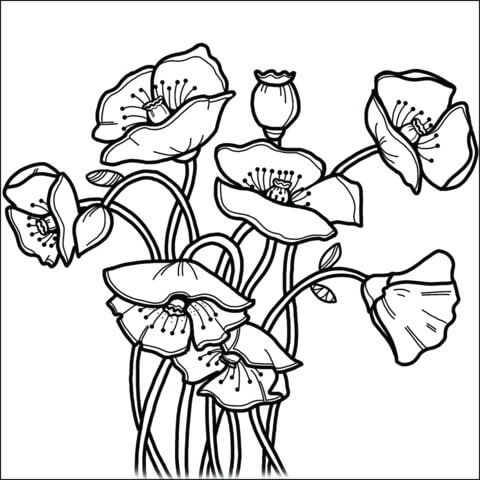 Dibujo de Una Amapola para Colorear