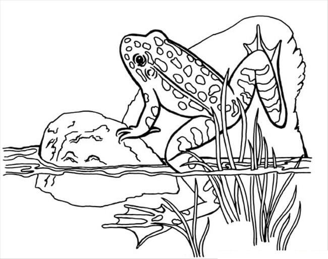 Dibujo de Escalada de Ranas para Colorear
