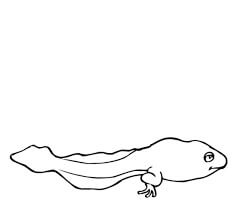 Dibujo de Renacuajo para Colorear