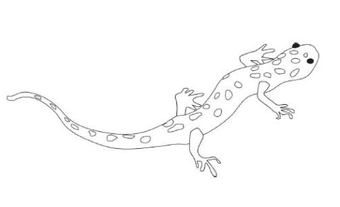Dibujo de Reptiles para Colorear