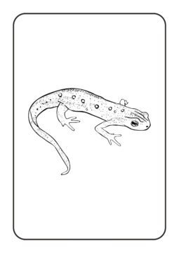 Dibujo de Reptiles Tritn Oriental para Colorear