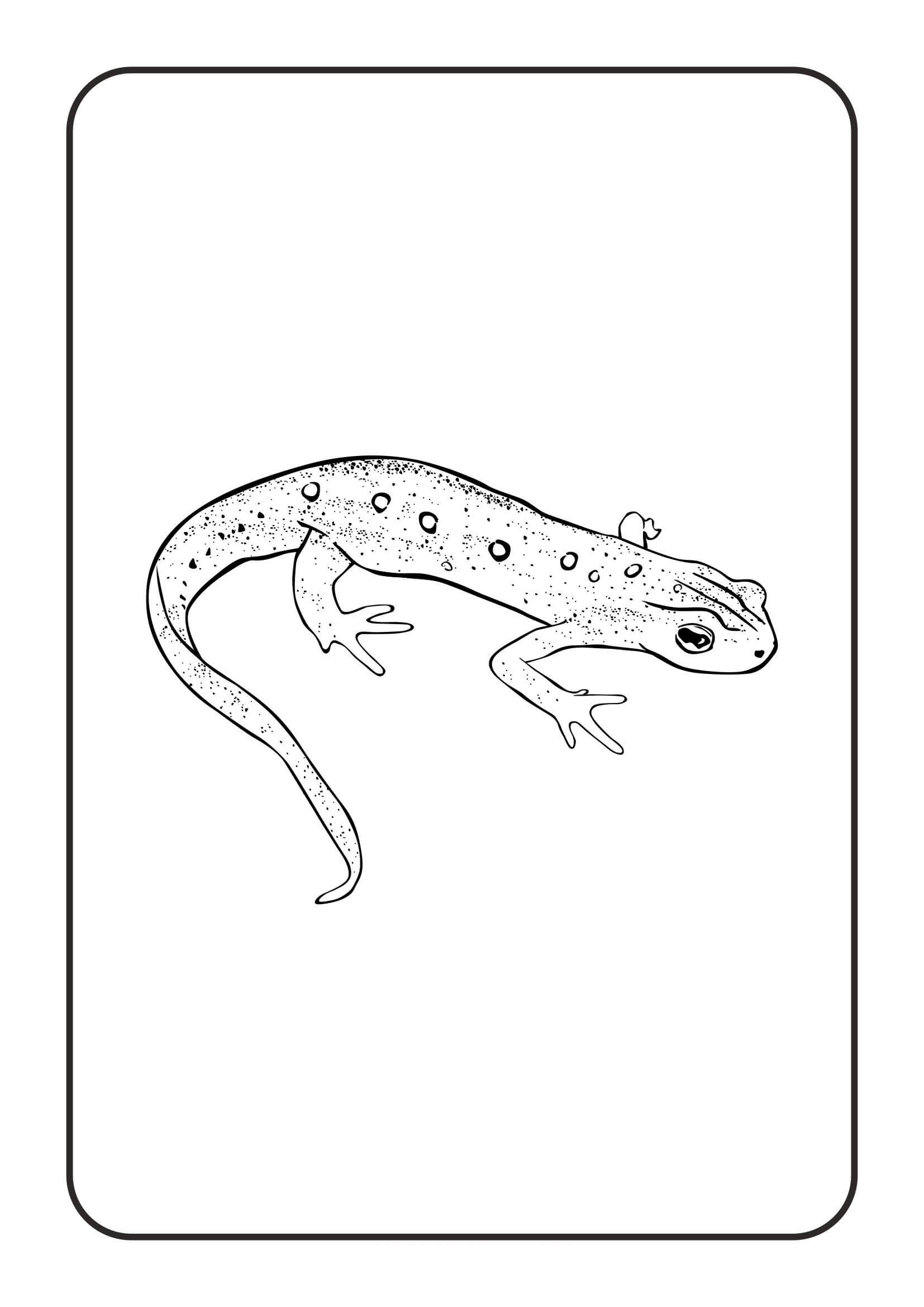 Dibujo de Reptiles Tritn Oriental para Colorear