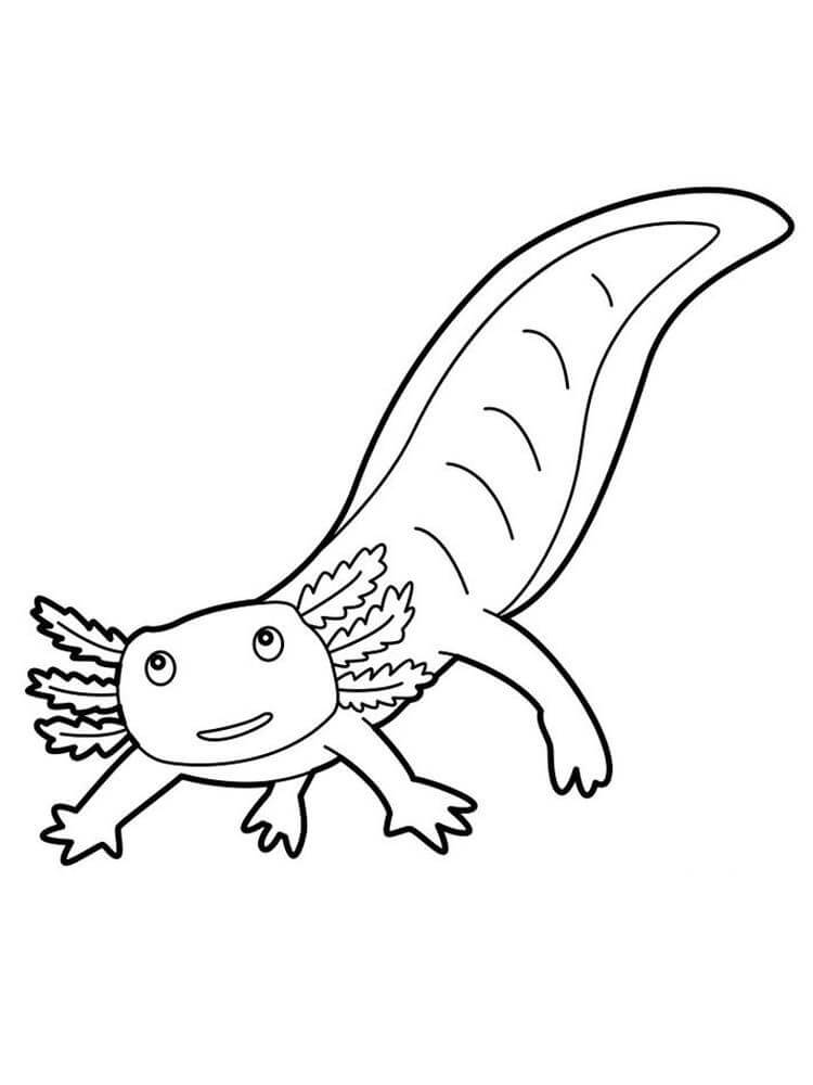 Dibujo de Salamandra Linda para Colorear