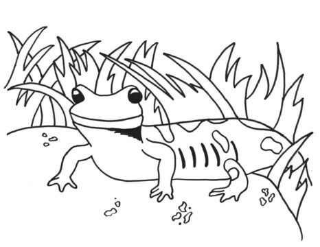 Dibujo de Salamandra Manchada para Colorear