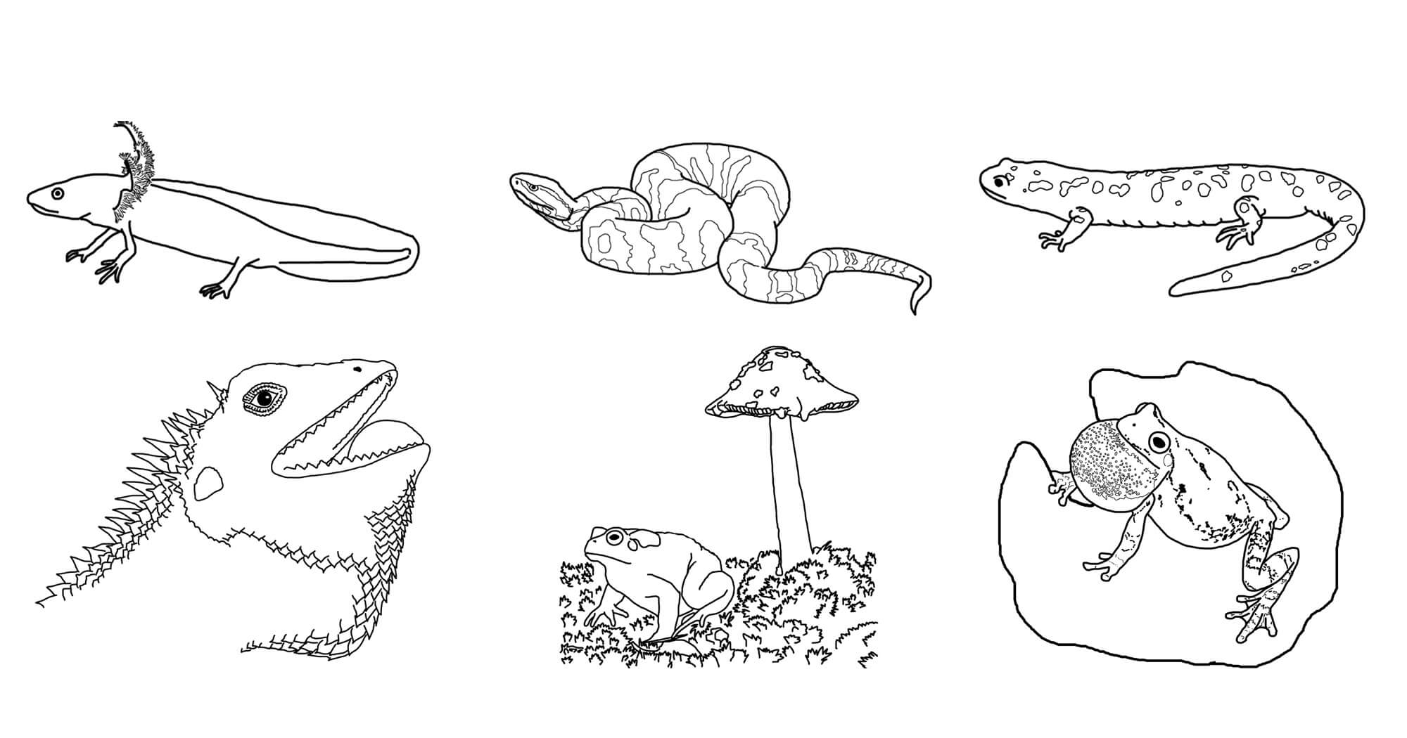 Dibujo de Seis Anfibios para Colorear