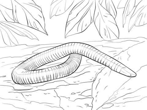 Dibujo de Serpiente de Anfibios para Colorear