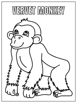 Dibujo de Vervet Monkey Safari Animal Coloring Page para Colorear