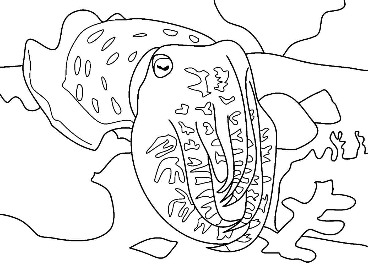 Dibujo de Calamar para Colorear