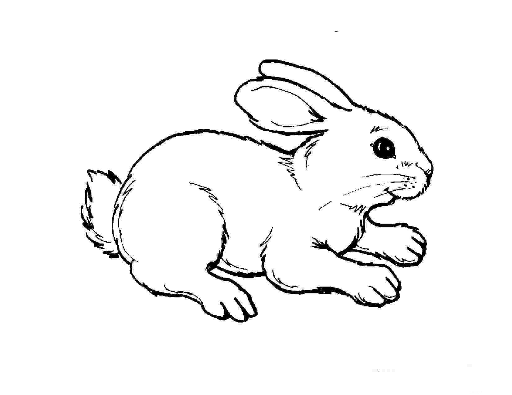 Dibujo de Conejo para Colorear