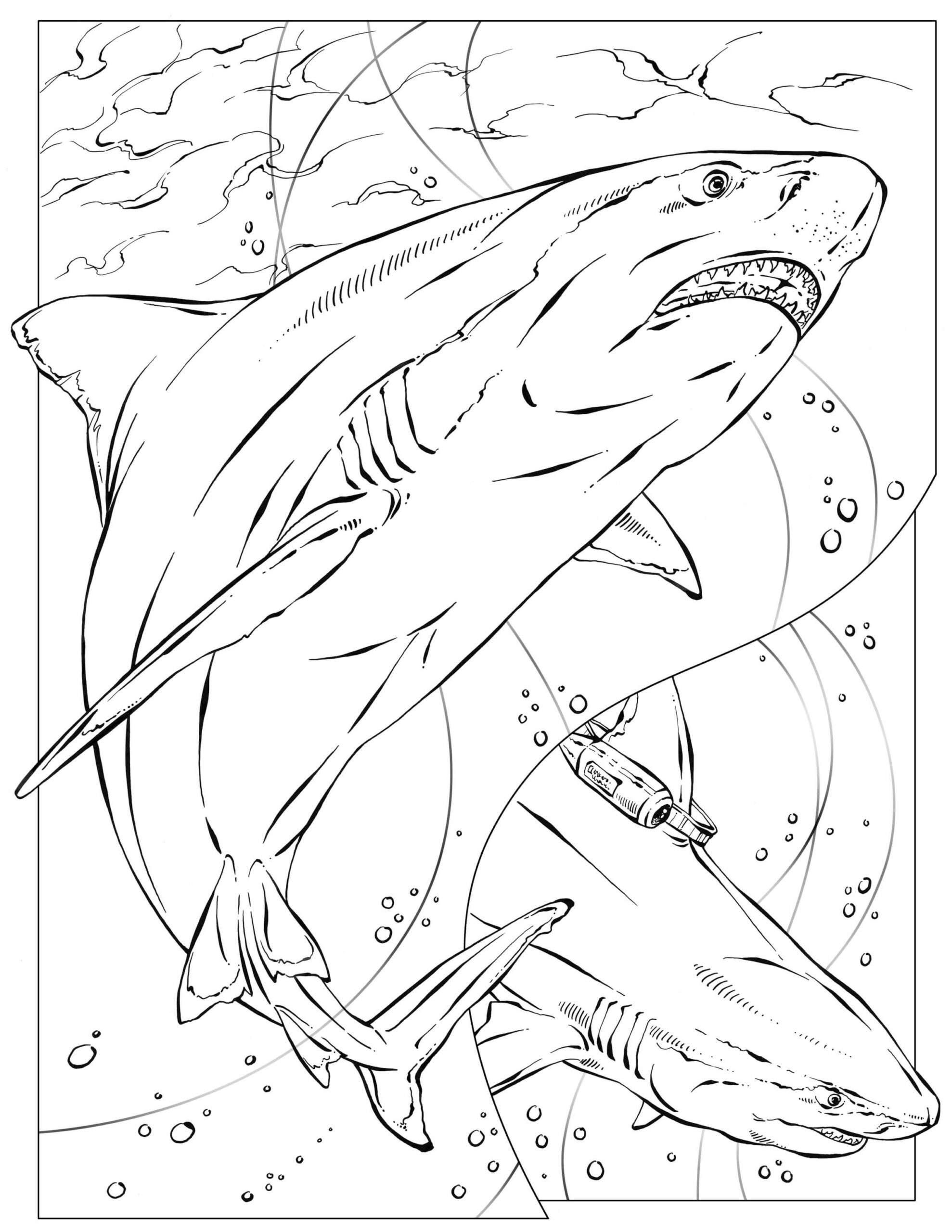 Dibujo de Dos Tiburones para Colorear