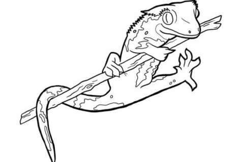 Dibujo de Salamandra para Colorear