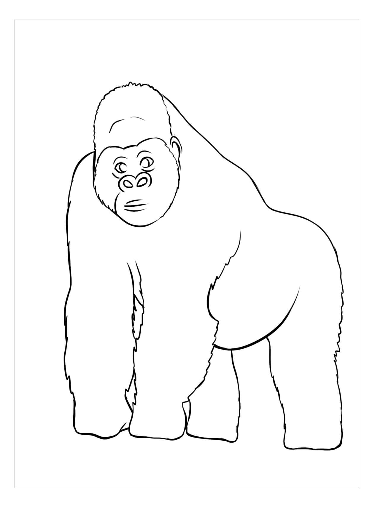 Dibujo de Gran Simio para Colorear