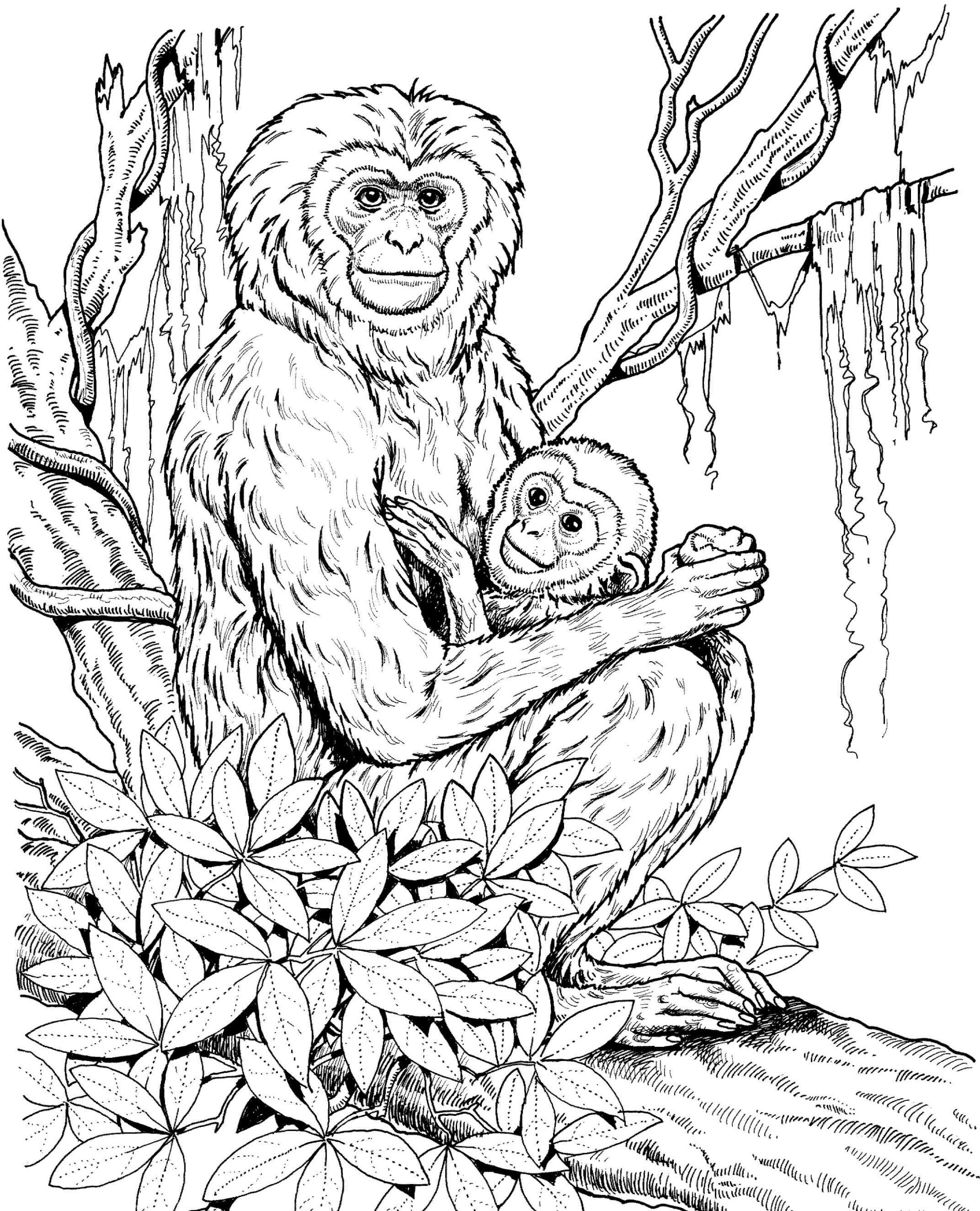 Dibujo de Madre Simio con Beb Simio Scaled para Colorear