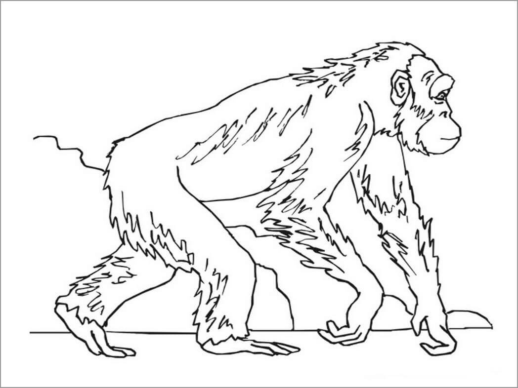 Dibujo de Simio Caminando para Colorear
