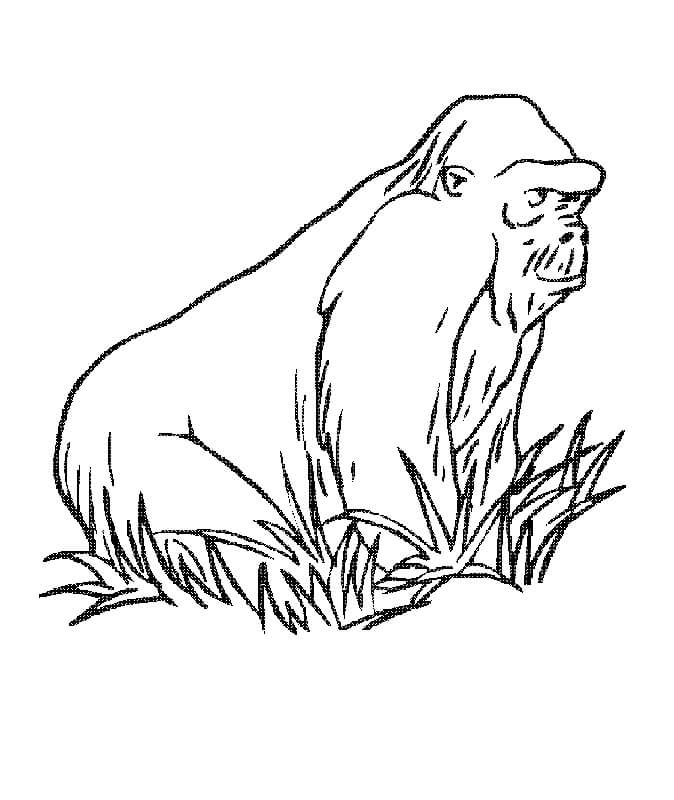 Dibujo de Simio en Hierba para Colorear