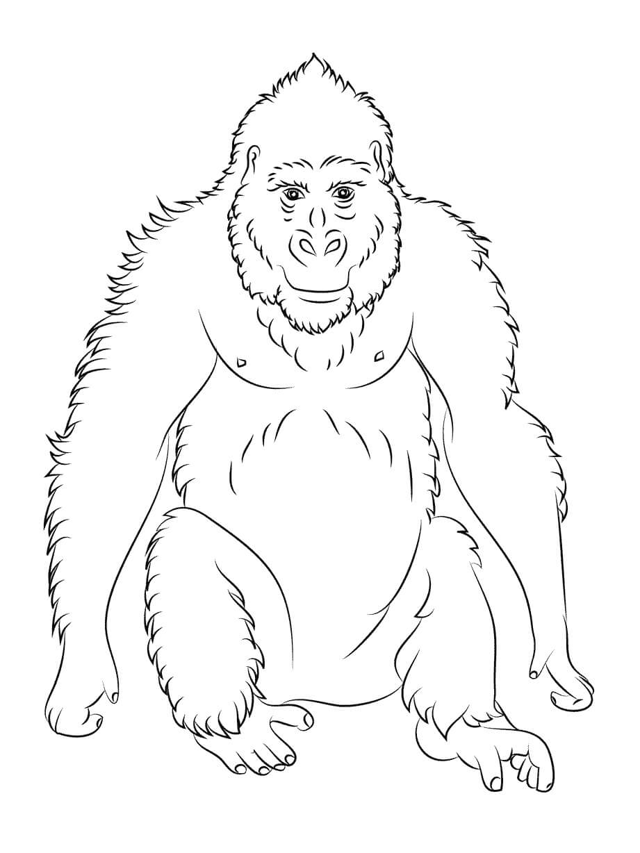 Dibujo de Simios Normales para Colorear