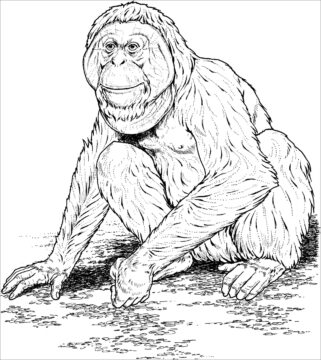 Dibujo de Simios Simples para Colorear