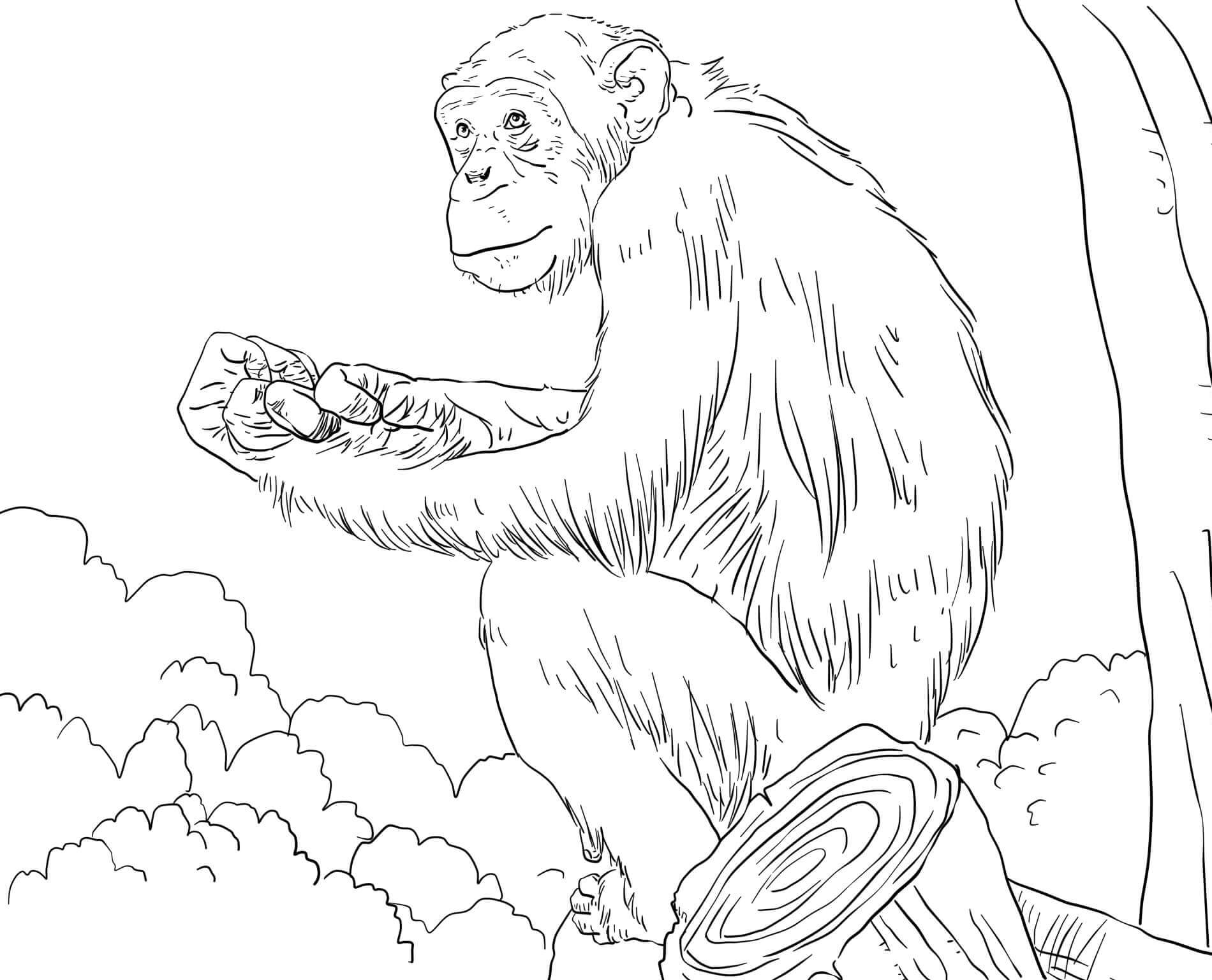 Dibujo de Simios en la Rama del Rbol para Colorear