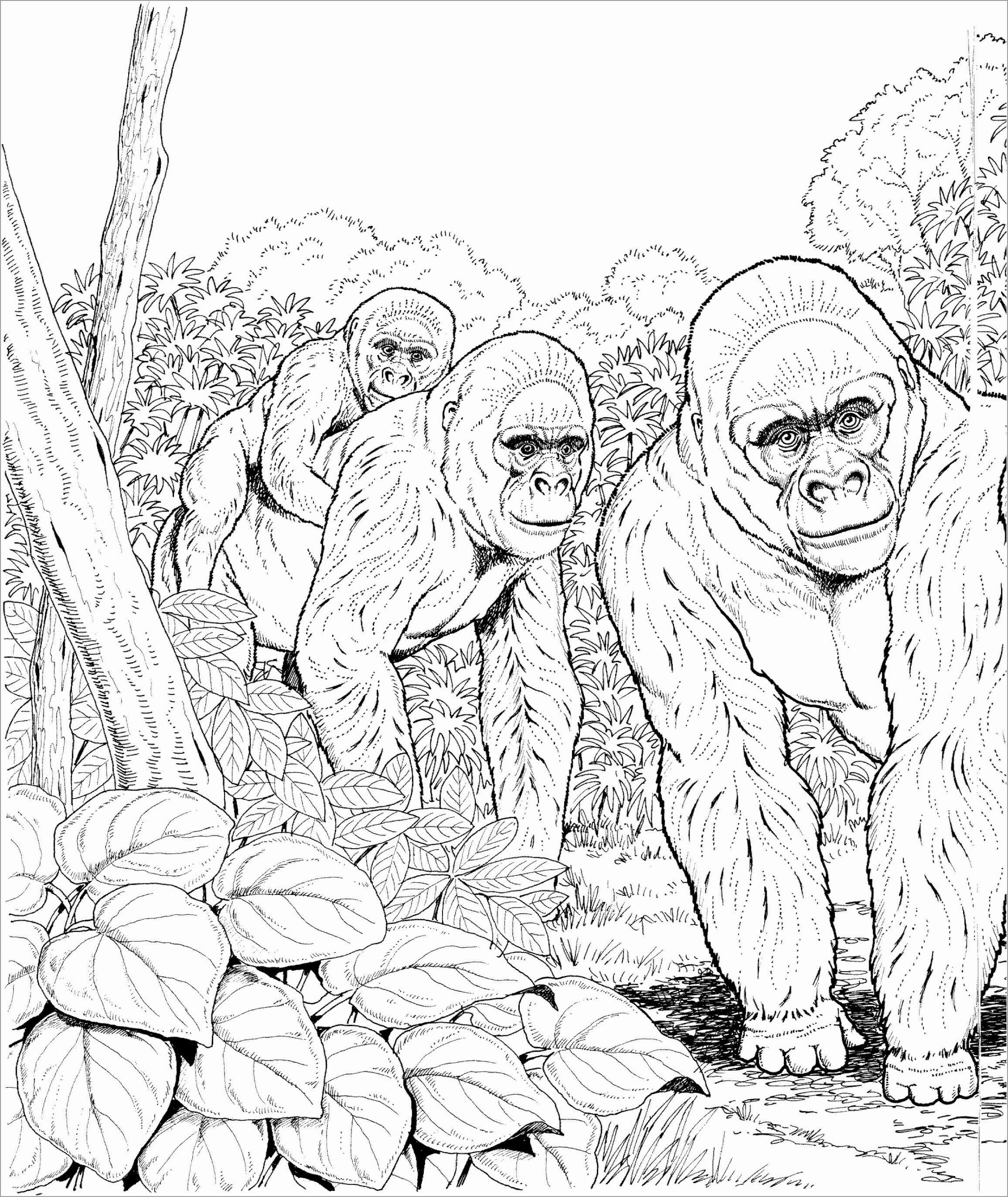 Dibujo de Tres Simios Scaled para Colorear