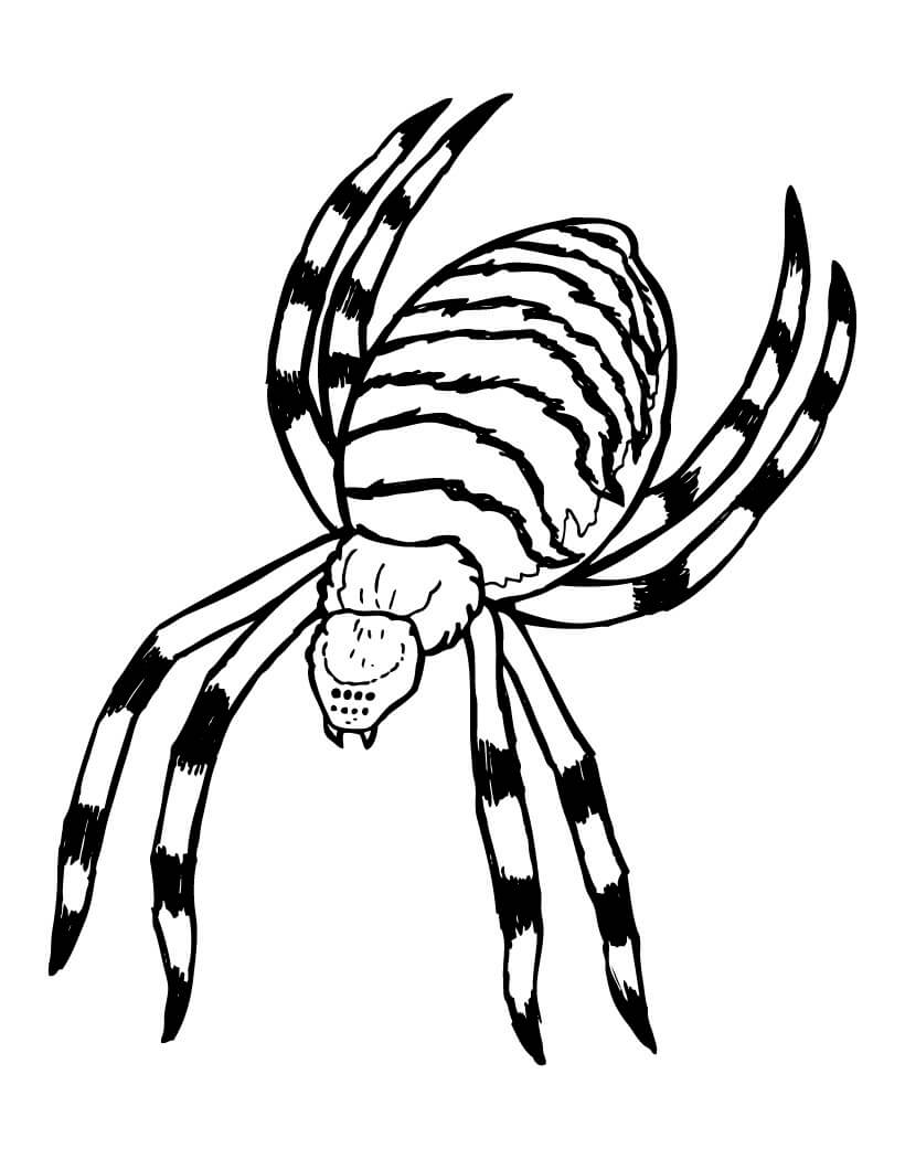 Dibujo de Araña Espeluznante para Colorear