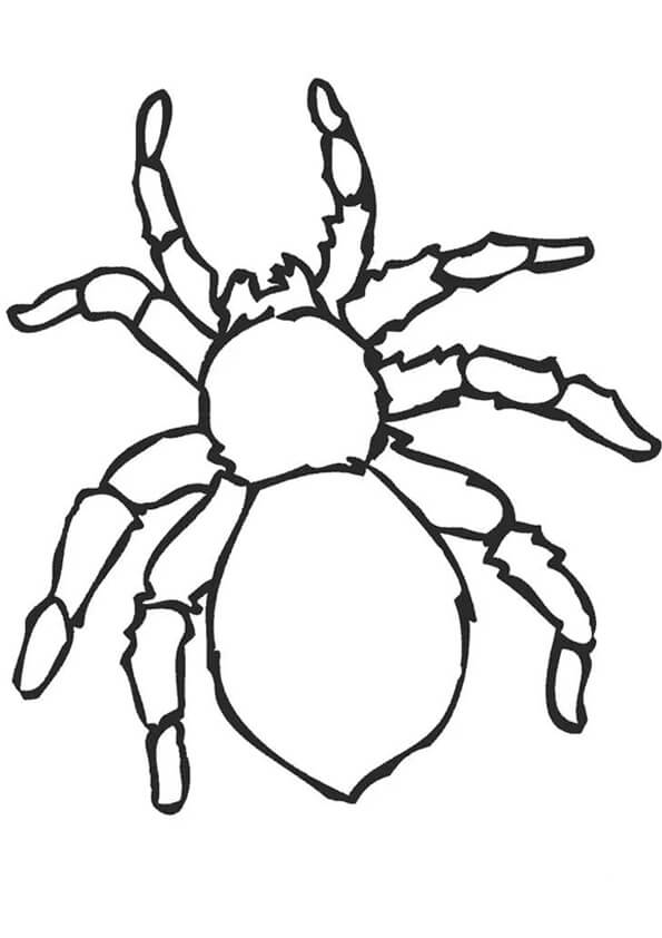 Dibujo de Araña Impresionante para Colorear