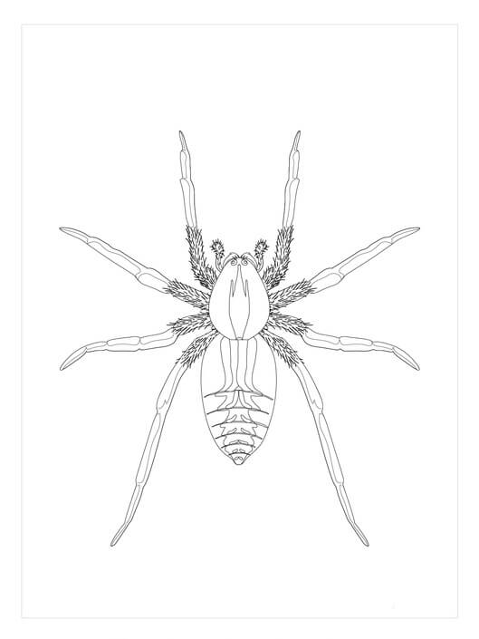 Dibujo de Araña Lobo para Colorear
