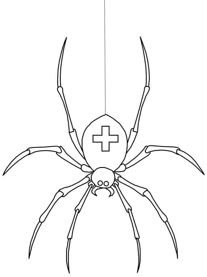 Dibujo de Araña médica para Colorear
