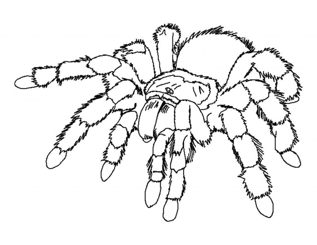 Dibujo de Araña Normal para Colorear