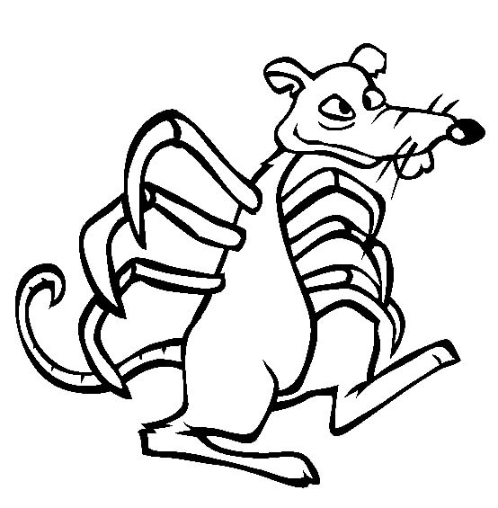 Dibujo de Araña Rata para Colorear